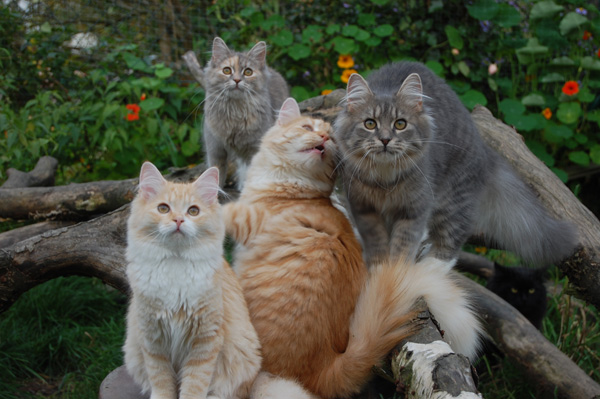 hast du das gesehen.jpg